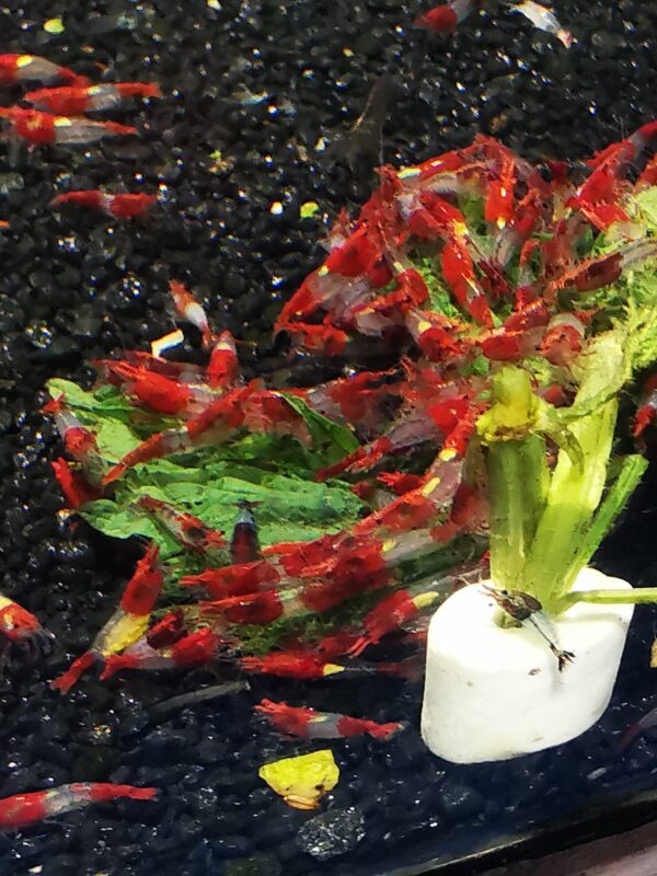 RED RILI - 1.5-2.0 CM - Image 2